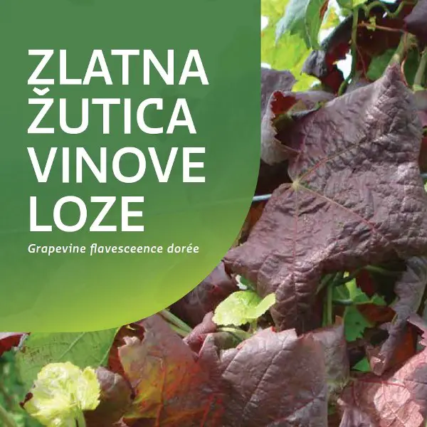zlatna žutica