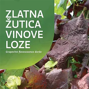 zlatna žutica