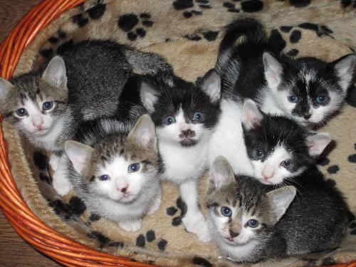 STERILIZZAZIONE DEI GATTI CON IL 50% DI SCONTO