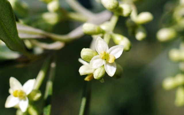 Avviso agli olivicoltori!