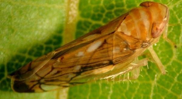 Monitoraggio ed eliminazione del grillo americano dai vigneti istriani