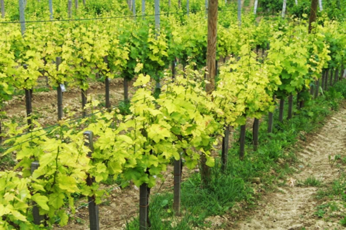 IMPORTANTE: raccolta delle informazioni sui vigneti di proprietà dello stato contagiati con la Flavescenza dorata