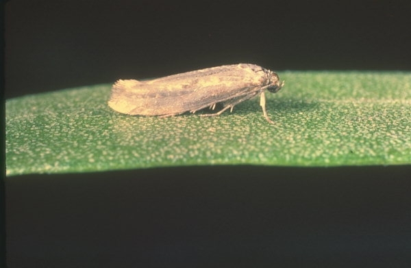 Avviso agli olivicoltori !