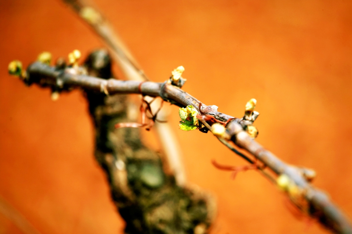 Obavijest vinogradarima!