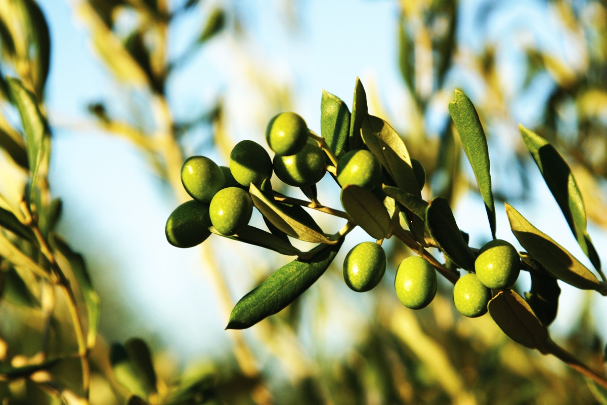 Avviso agli olivicoltori!