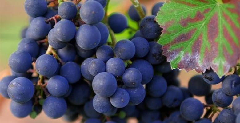 EU sredstva za krčenje vinograda zaraženih zlatnom žuticom i podizanje novih nasada