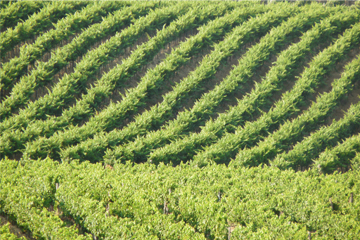 L'immagine mostra due colline ricoperte di lunghi filari di viti, che occupano l'intero spazio dell'immagine. Guardando la foto si ha l'impressione di osservare  le onde del mare, però di colore verde.